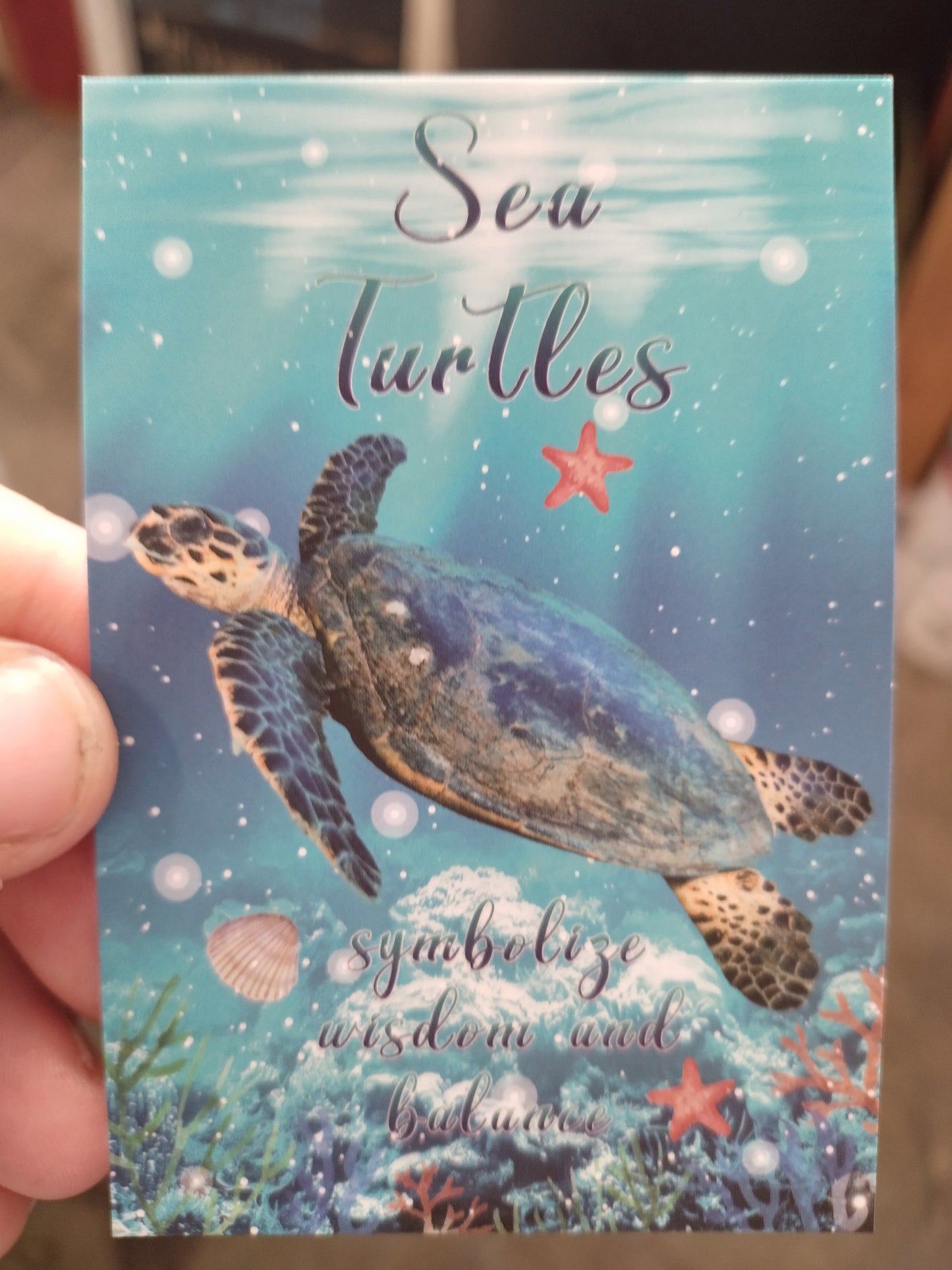 Charka Turtle Magnets 8 piece set.