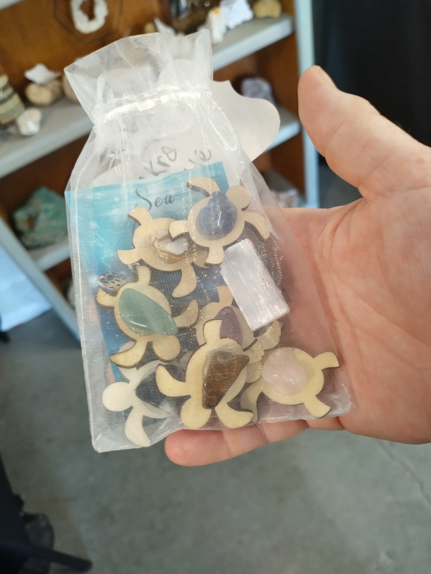 Charka Turtle Magnets 8 piece set.