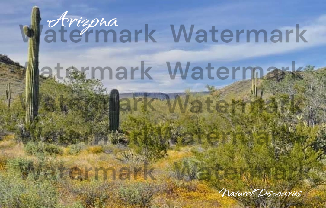 Digital art Arizona