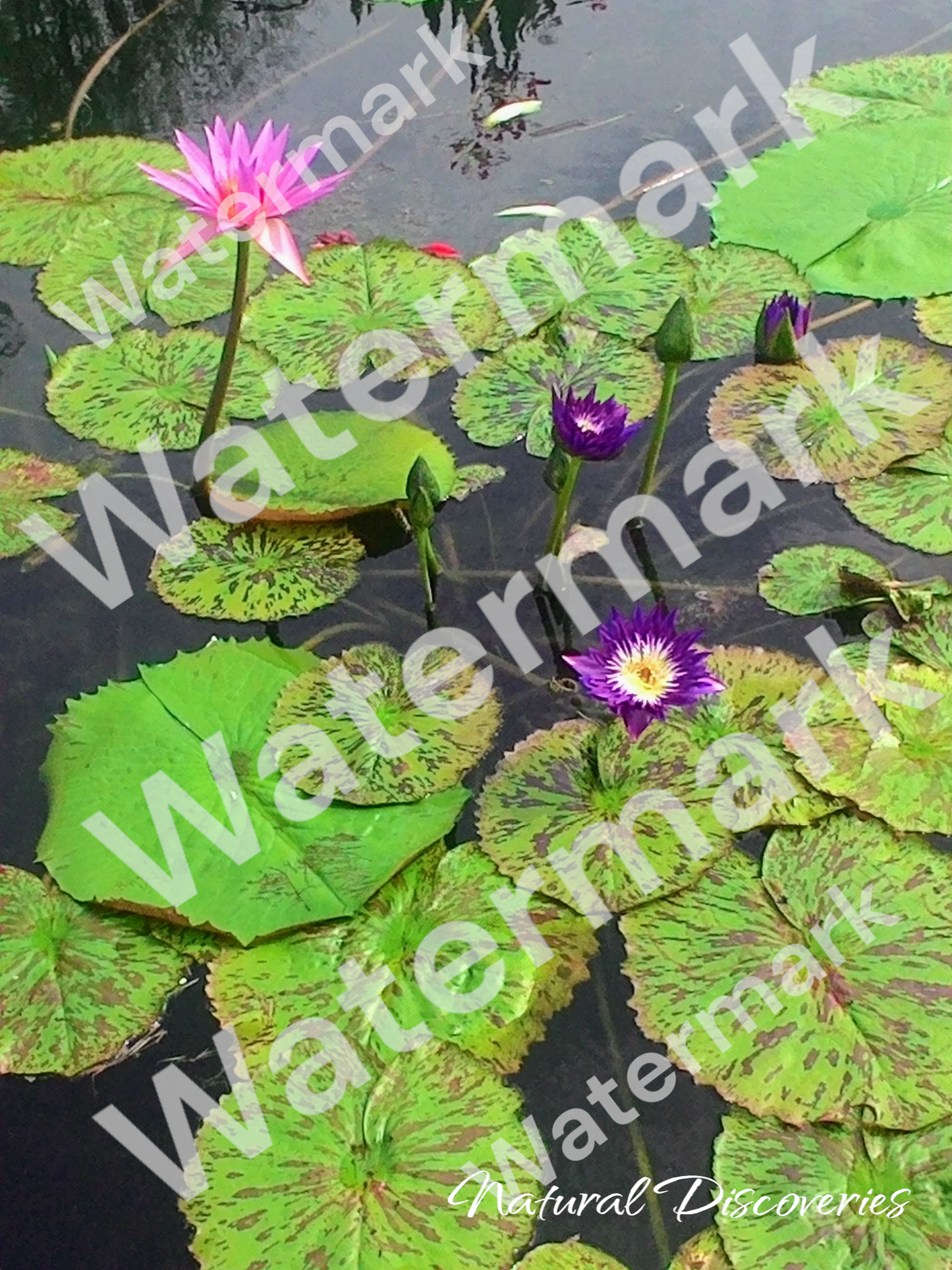 Pictures of Flowers