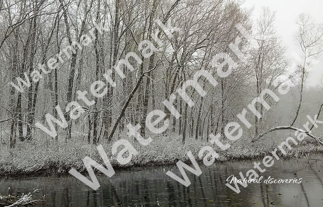 Foggy winter picture