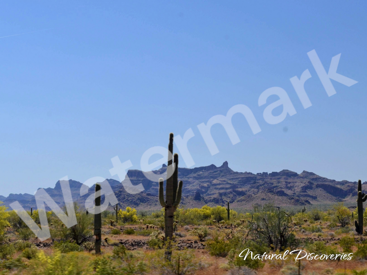 Arizona Cactus