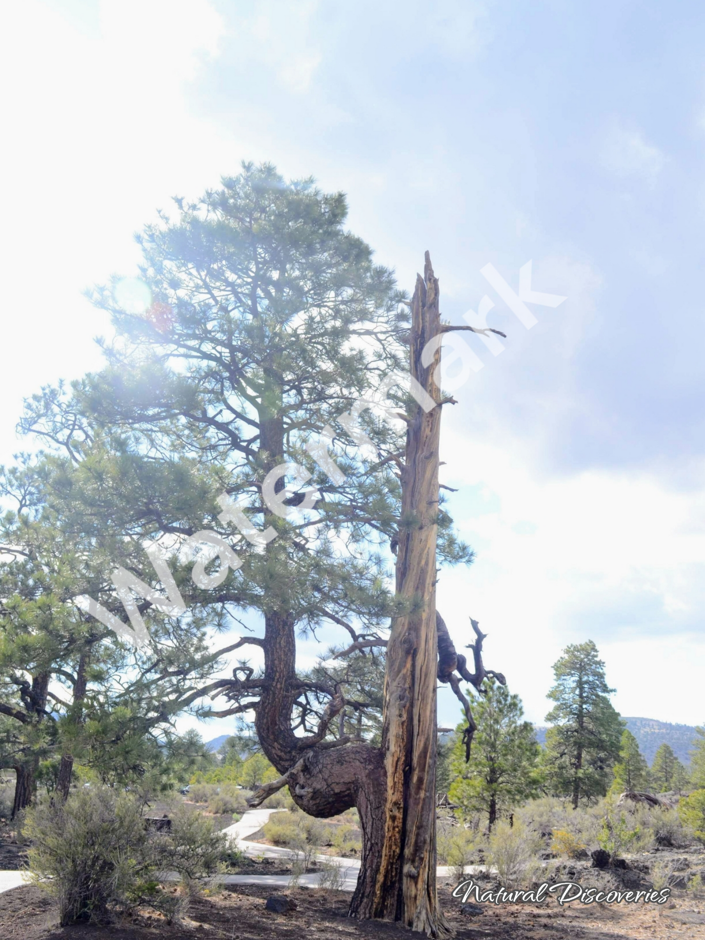 Sunset crater in Arizona