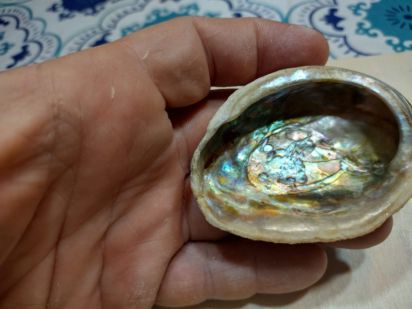Abalone Shell