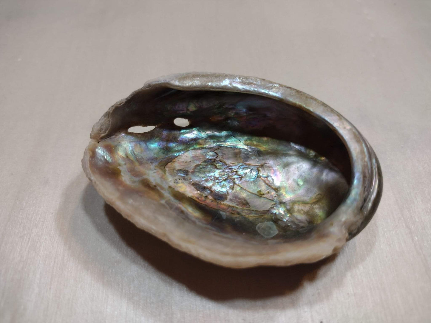 Abalone Shell
