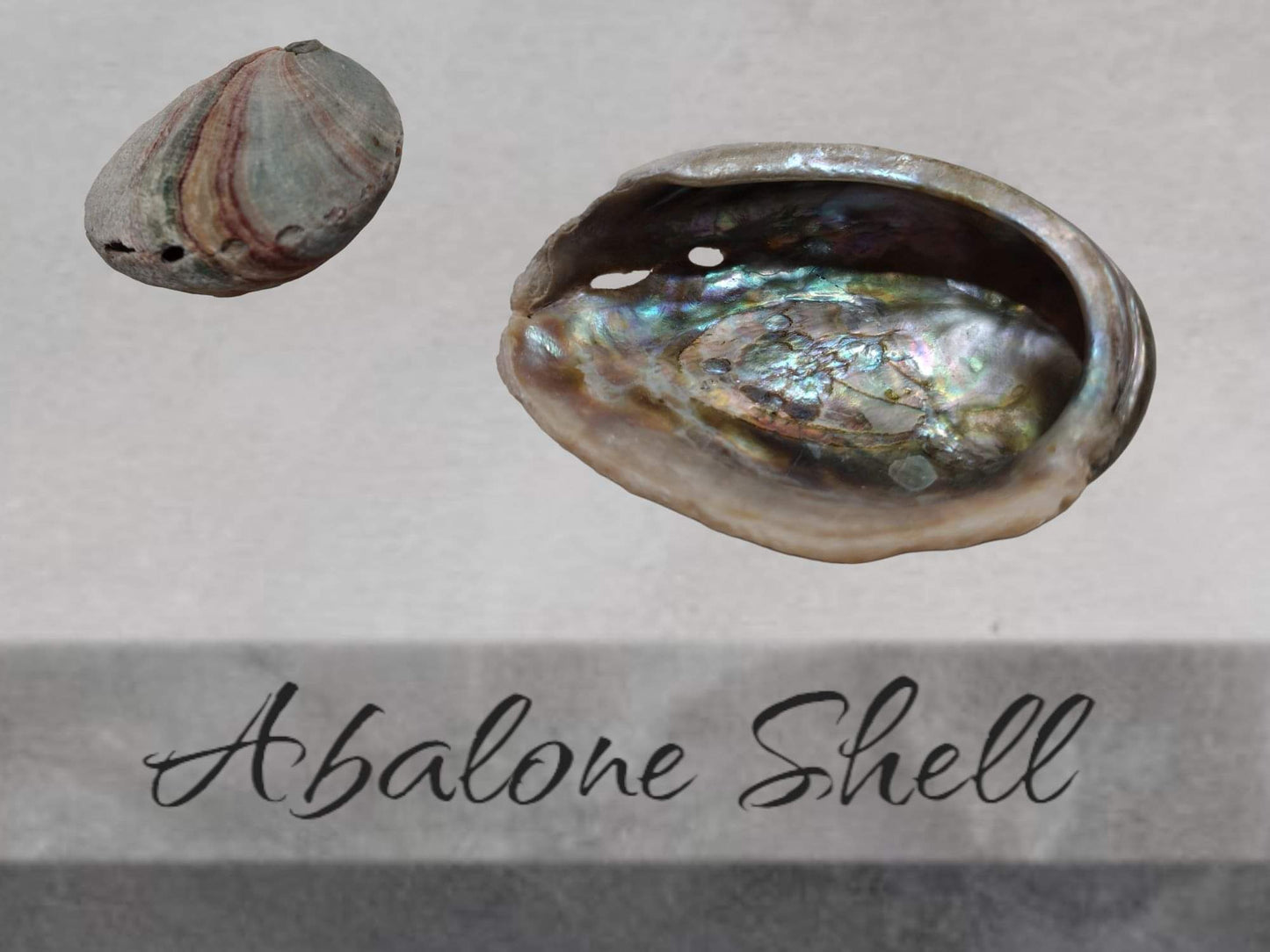 Abalone Shell