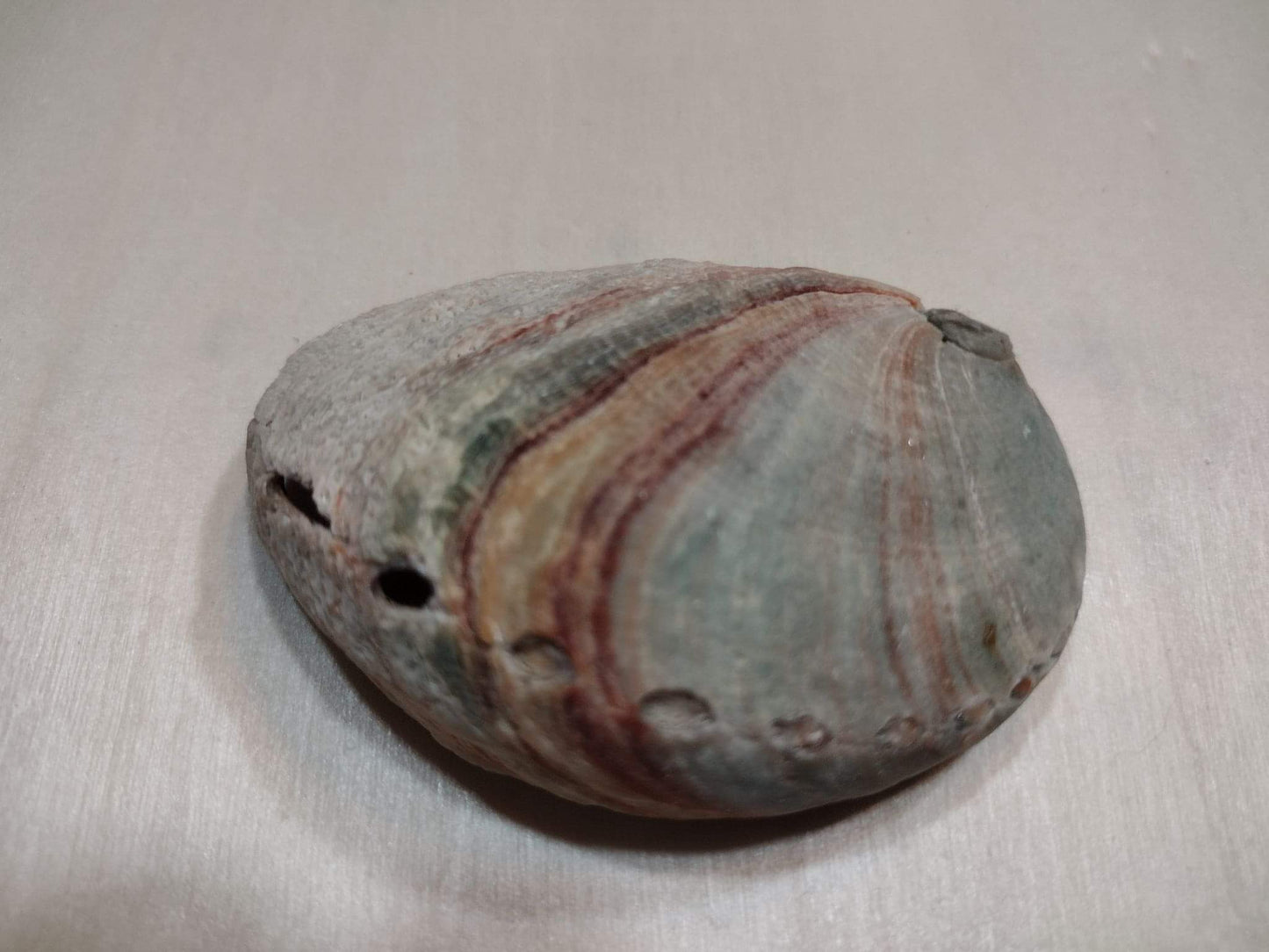Abalone Shell