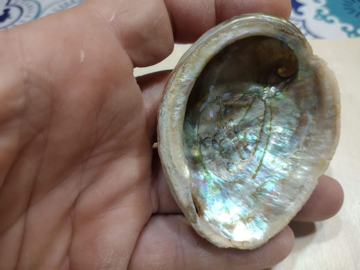 Abalone Shell