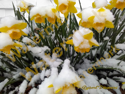 Flowers in the snow.